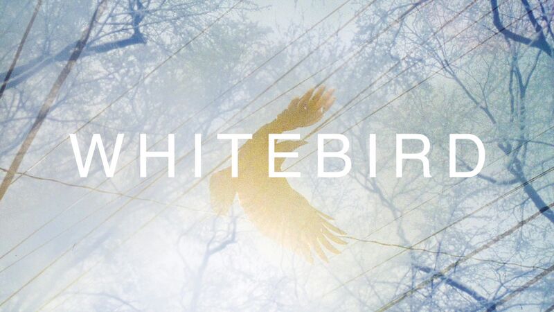 File:White bird.jpg