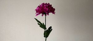 化装舞会 Ibarana.jpeg