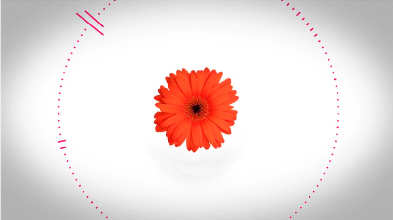File:雏菊.png