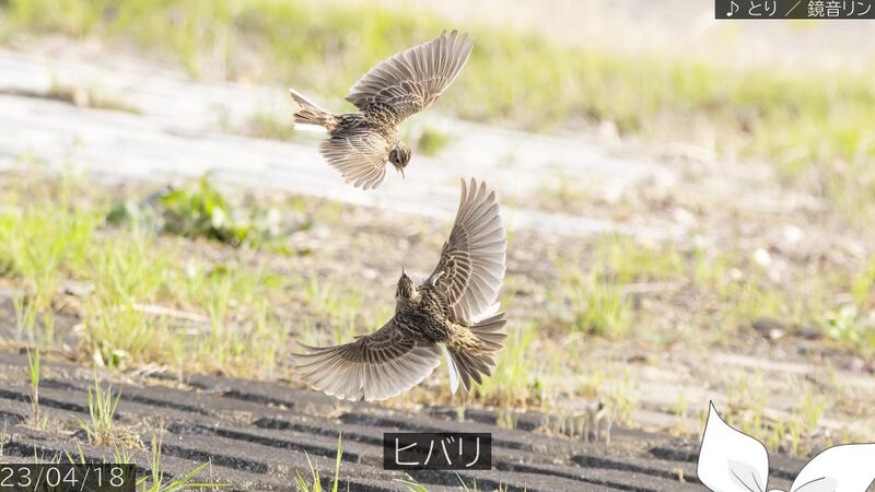 鸟 - Vocawiki